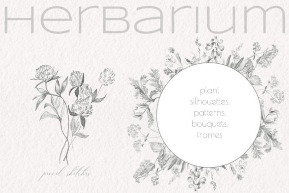 Download Herbarium. Pencil Sketches - Sketch Collection