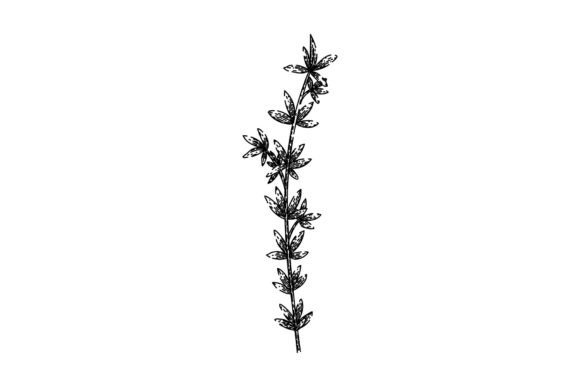 Download Herb Thyme Leaf Sketch Hand Drawn Vector - Sketch Collection