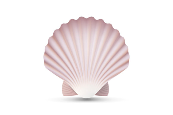Download Scallop Seashell Vector. Ocean Mollusk - Seashell Collection