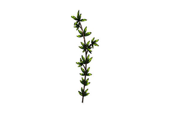Download Herb Thyme Leaf Sketch Hand Drawn Vector - Sketch Collection