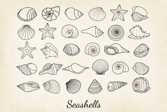 Download 30 X Hand-drawn Seashells SVG, EPS, PNG - Seashell Collection