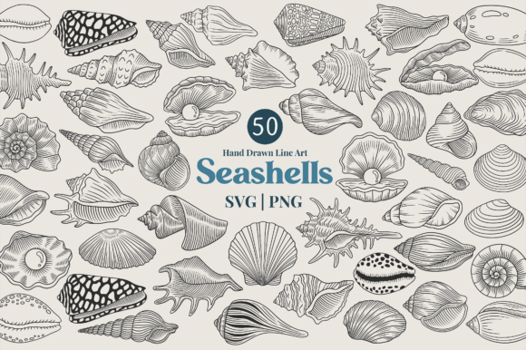 Download Seashell Line Art Clipart Bundle - Seashell Collection