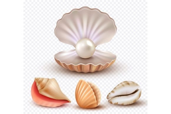 Download Realistic Seashells. Mollusk Shells - Seashell Collection