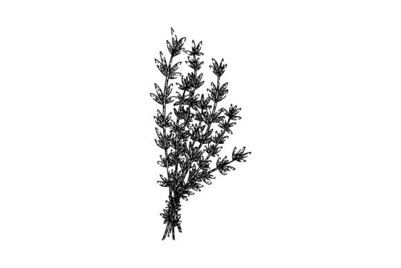 Download Plant Thyme Leaf Sketch Hand Drawn Vecto - Sketch Collection