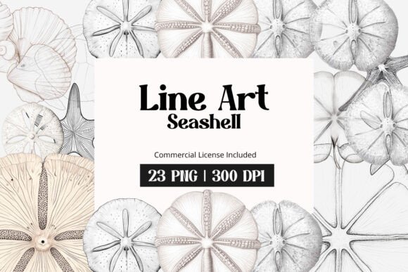 Download Line Art Seashell Clipart - Seashell Collection