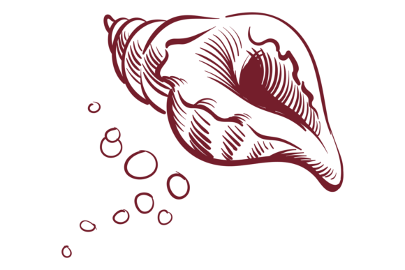 Download Seashell Sketch. Ink Line Style Mollusk - Seashell Collection