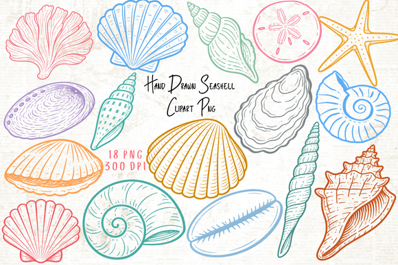 Download Hand Drawn Seashell Clipart PNG - Seashell Collection