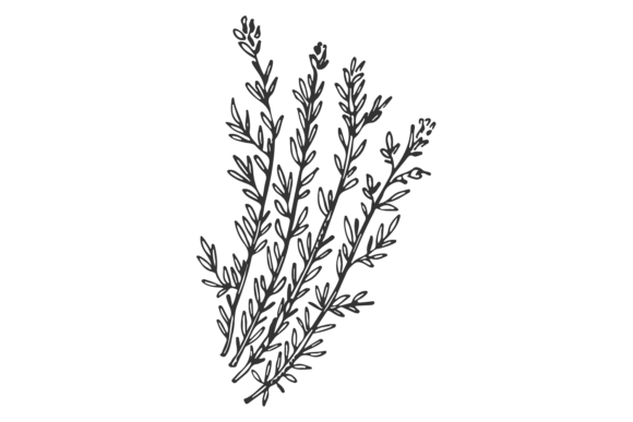 Download Thyme Sketch. Hand Drawn Herb. Botanical - Sketch Collection