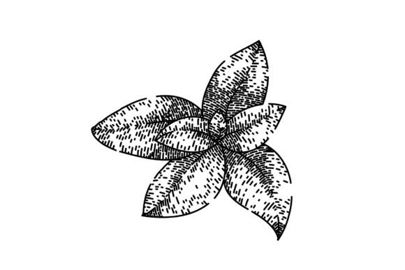 Download Herbal Thyme Leaf Sketch Hand Drawn Vect - Sketch Collection