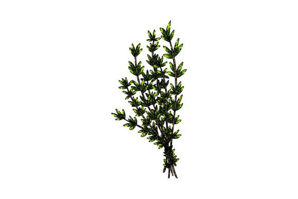 Download Plant Thyme Leaf Sketch Hand Drawn Vecto - Sketch Collection