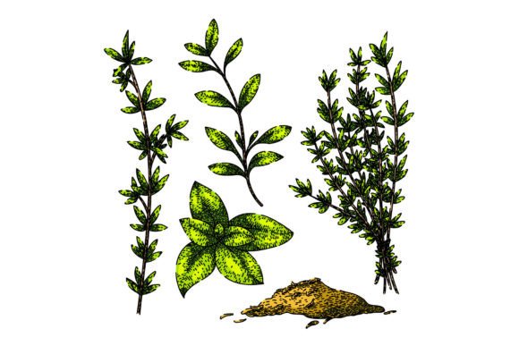 Download Thyme Leaf Set Sketch Hand Drawn Vector - Sketch Collection