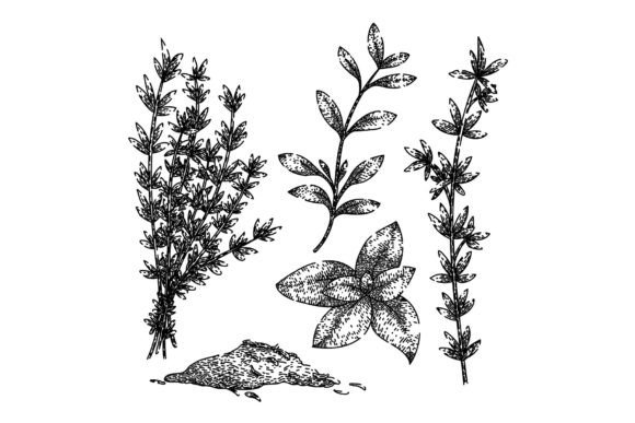 Download Thyme Leaf Set Sketch Hand Drawn Vector - Sketch Collection