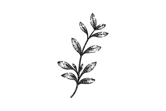 Download Fresh Thyme Leaf Sketch Hand Drawn Vecto - Sketch Collection