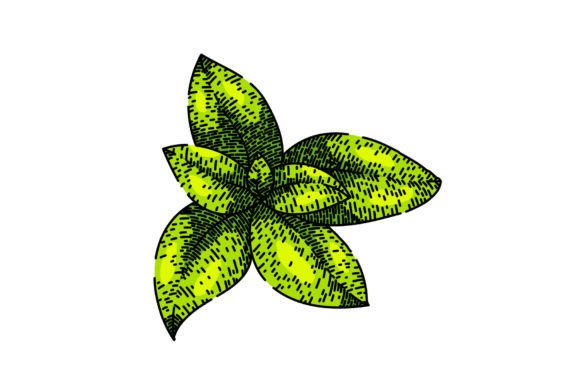 Download Herbal Thyme Leaf Sketch Hand Drawn Vect - Sketch Collection