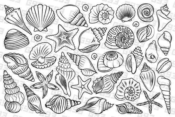 Download Line Art Seashell Illustrations - Seashell Collection