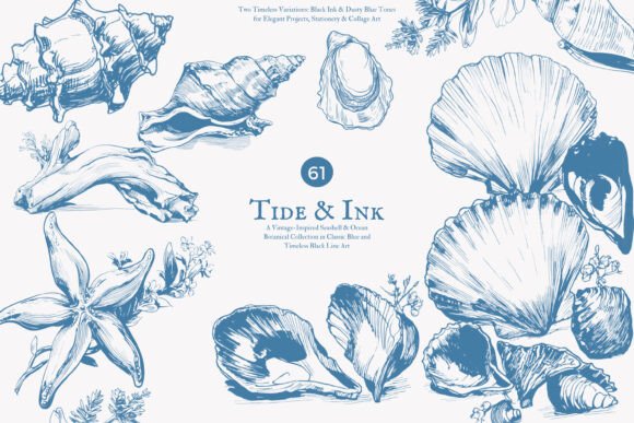 Download Seashell Clipart Ocean Sketch Set - Seashell Collection