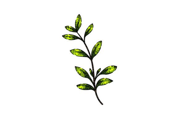 Download Fresh Thyme Leaf Sketch Hand Drawn Vecto - Sketch Collection