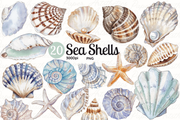 Download Seashell Clipart Sea Shell Illustrations - Seashell Collection