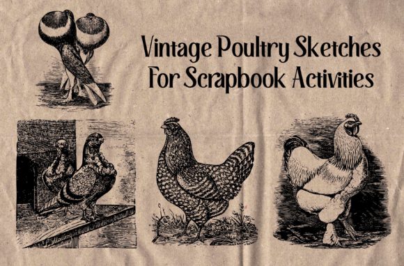 Download Vintage Poultry Sketches for Scrapbook - Sketch Collection