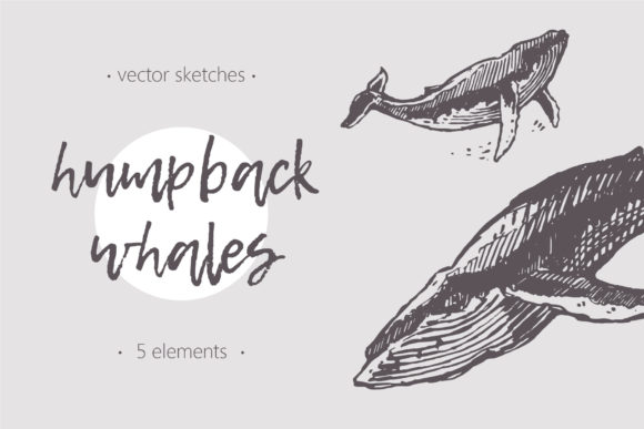 Download Sketches of Humpback Whales - Sketch Collection